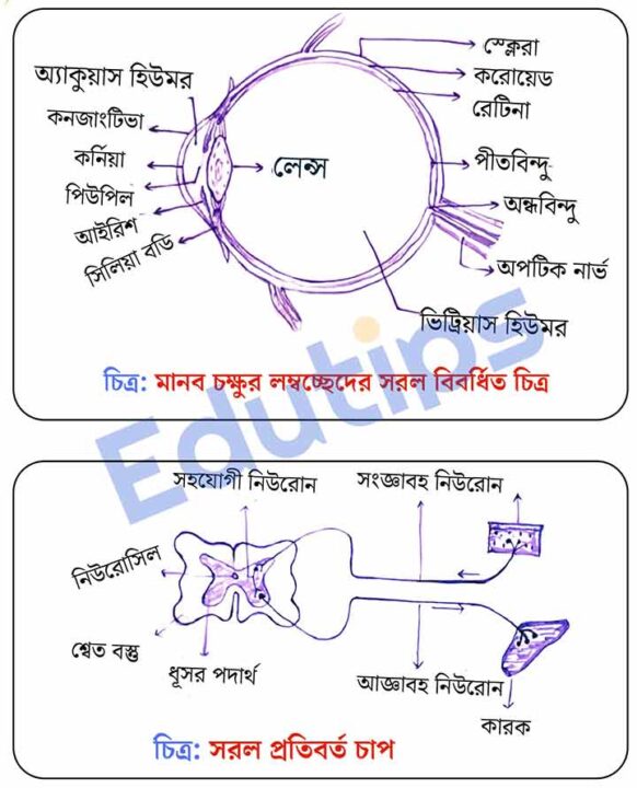 Madhyamik Exam Life Science Diagram Chokh and Pratibarta Chap